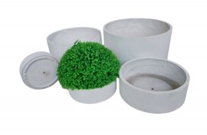 Best plants for cement pots